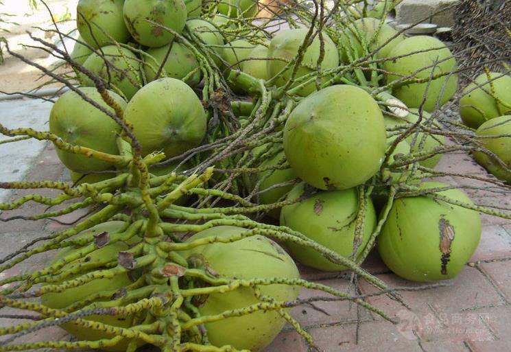 海南椰城的人大代表建议：龙城海城椰城和海城和椰城