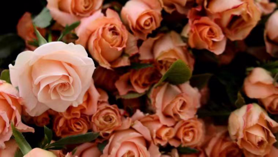 濮阳月季数量到底有多少？它是如何成为市花的？