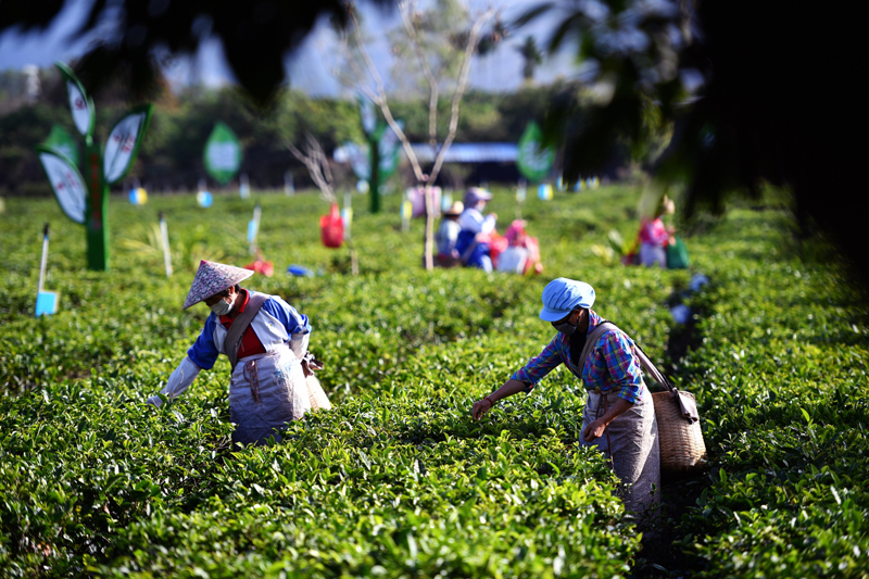 白沙烟_白沙古镇_白沙