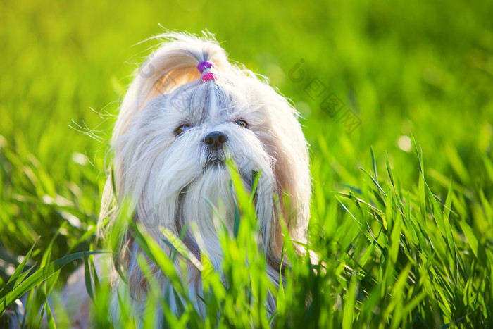 适用于情侣之间爱意满满的亲昵称呼以及冒粉红泡泡(图1) 情人之间爱称男_男情人怎么称呼好听_对男情人的爱称有哪些