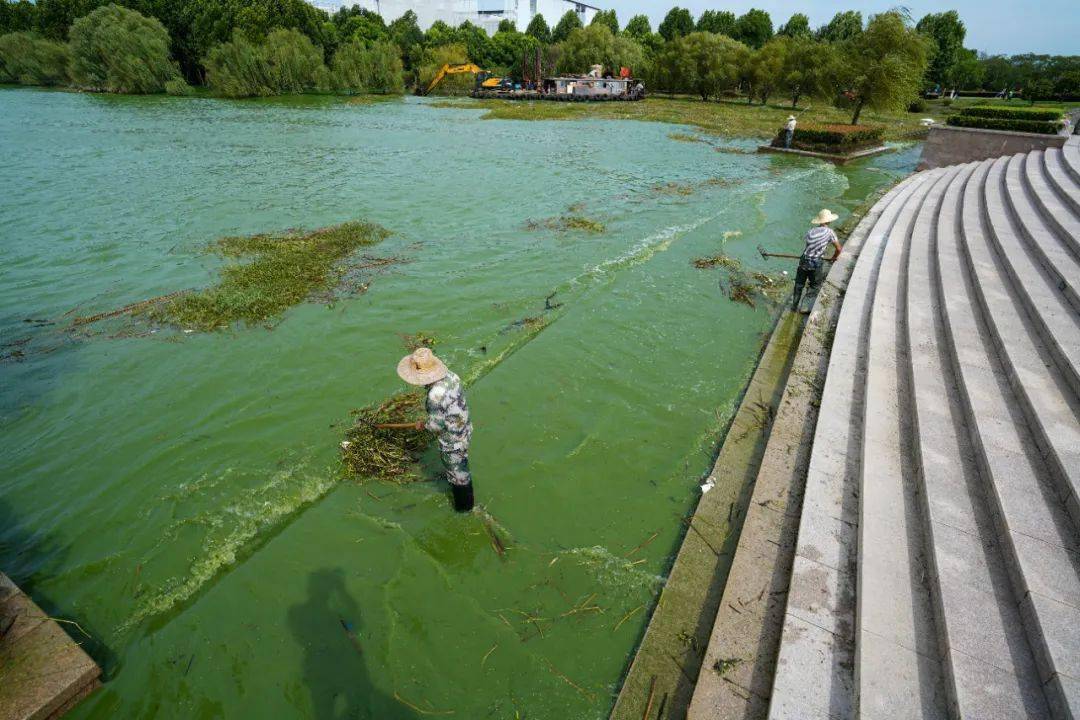 今年巢湖蓝藻水华现象有明显减少迹象