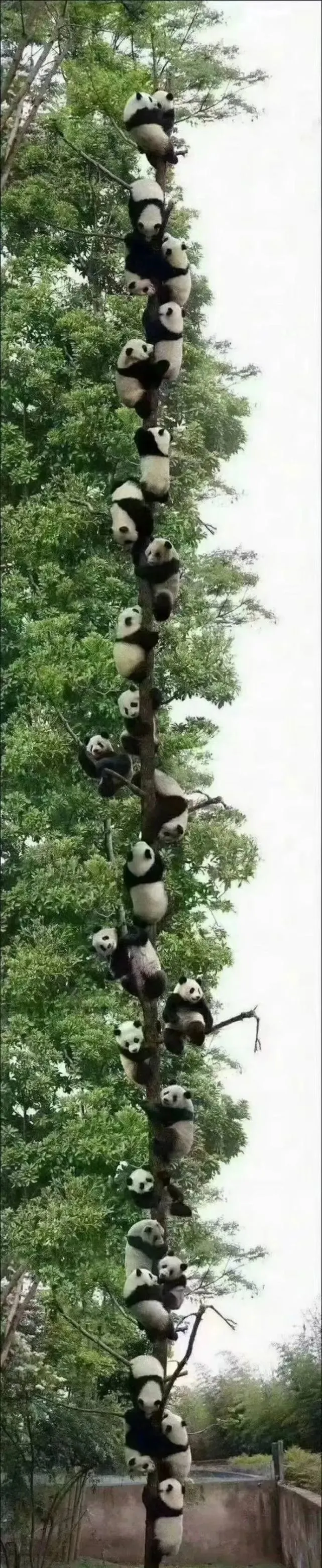 重庆到雅安_雅安_雅安之窗