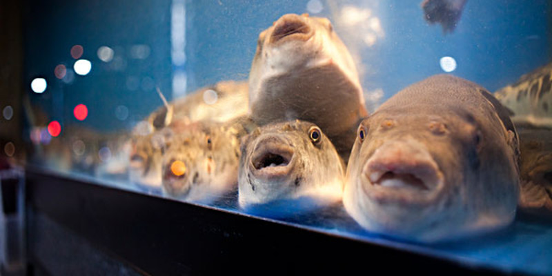 辽宁省盘锦市河豚养殖面积已发展到近万亩