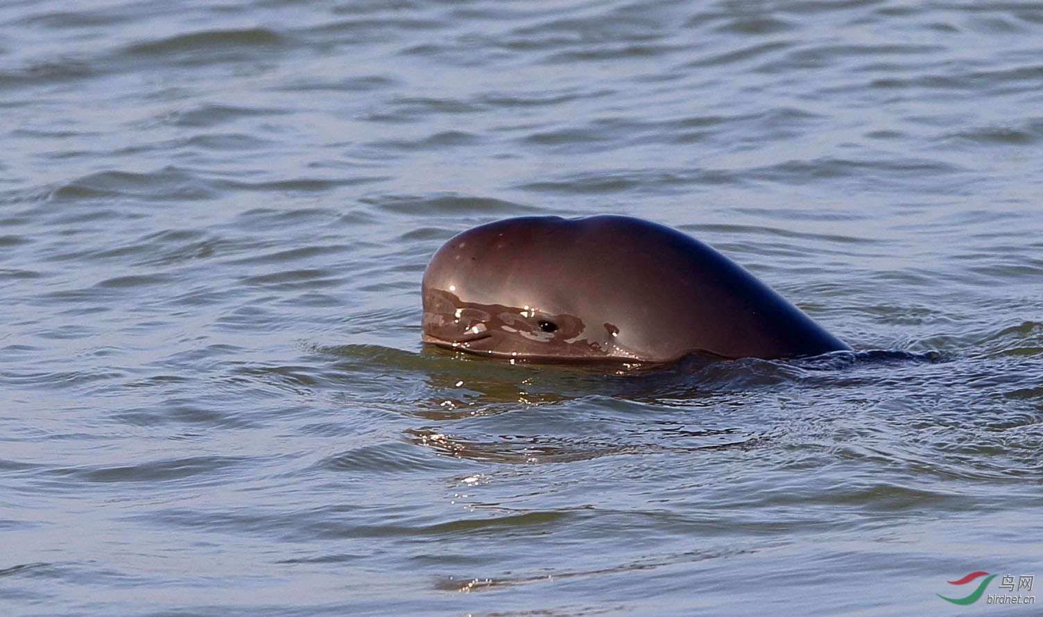 你知道江苏省第一大岛屿是哪里吗？