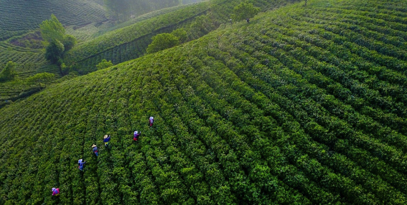 白沙_蓝白沙白沙_白沙烟