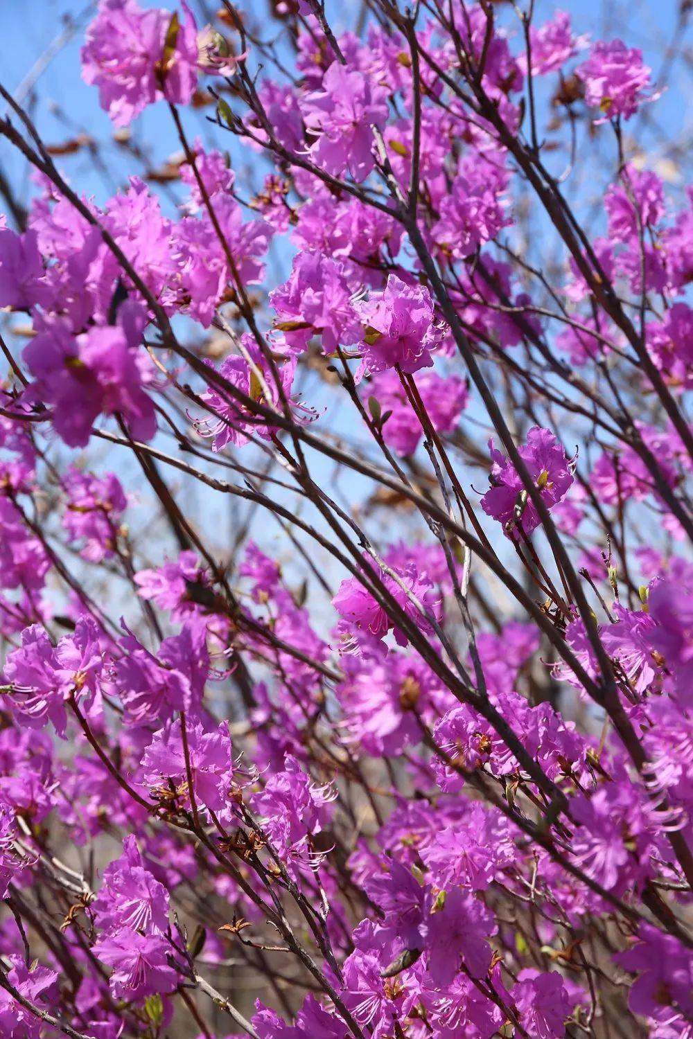 延边属于哪个省份_延边大学_延边
