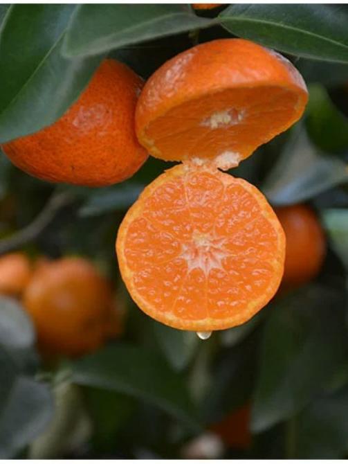 梧州这个广西城市为什么很缺乏广西属性？