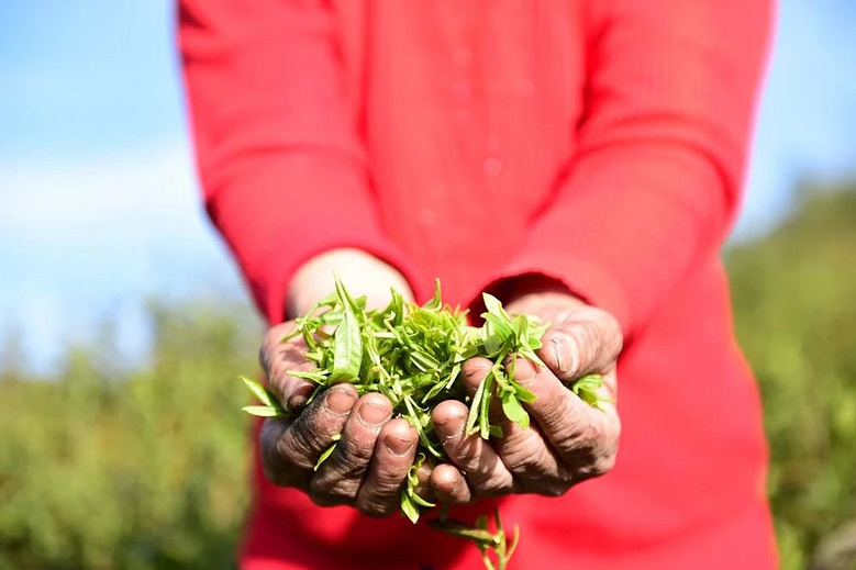 普洱茶的好喝是被低估了的你可能并未去过西双版纳