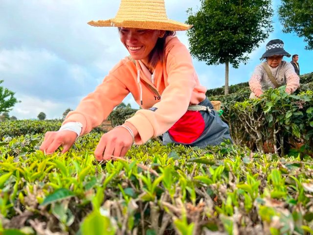 普洱茶生茶和熟茶哪个好_普洱_普洱茶属于哪类茶