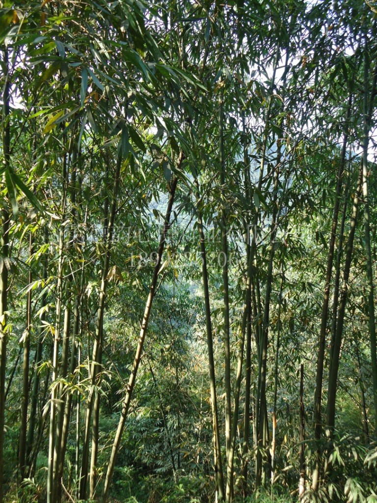 武夷山九曲溪:撑排的竿都是苦竹做的