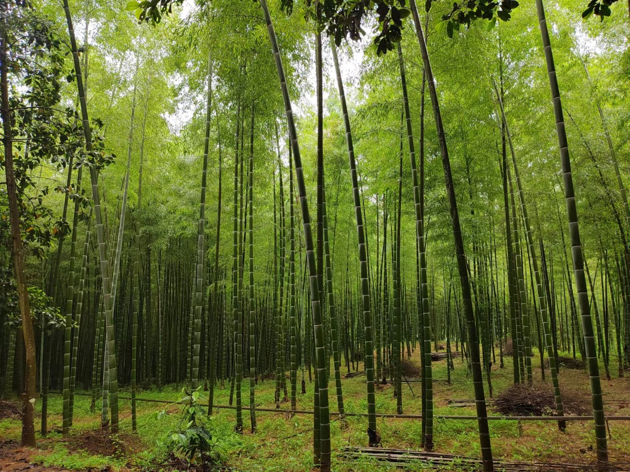 武夷山_武夷山在哪个省_武夷山攻略