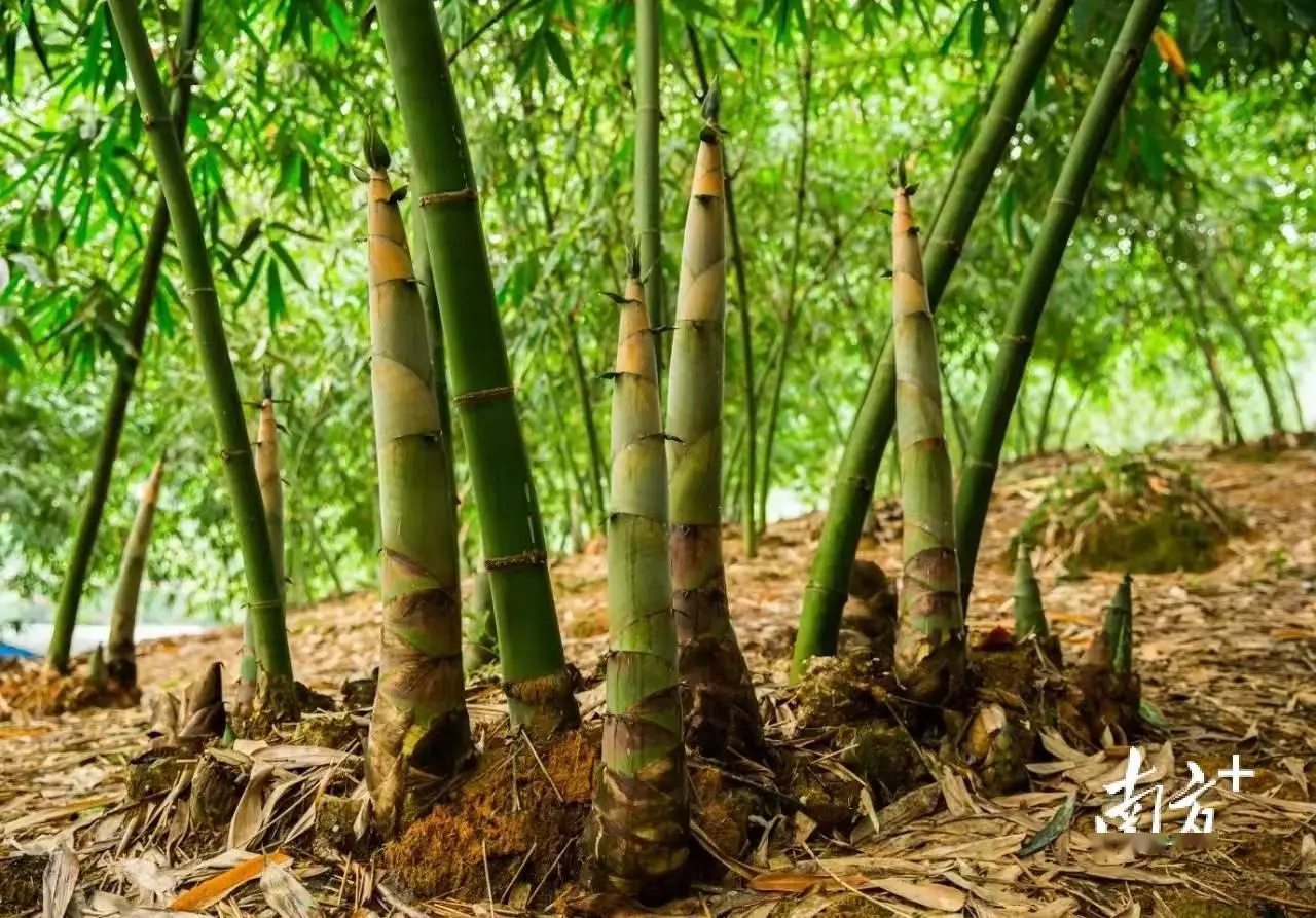 武夷山攻略_武夷山在哪个省_武夷山