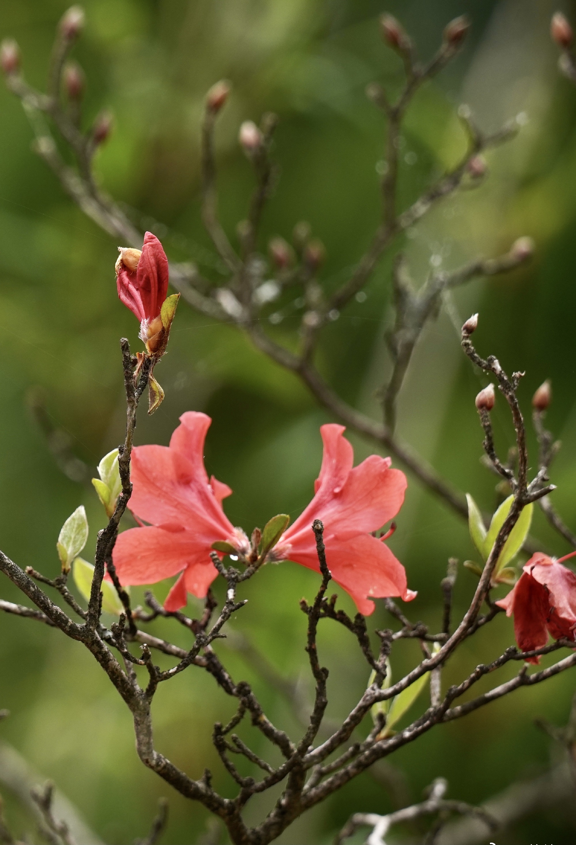 沧海桑田两千载，花城依然长盛不衰