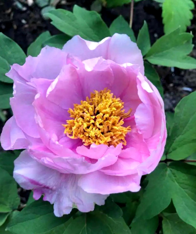 曹县在网上“火”了，你想知道的都在这里