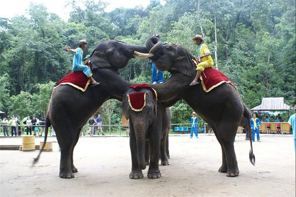 （蒙古记忆）西双版纳的名胜古迹有：曼听公园