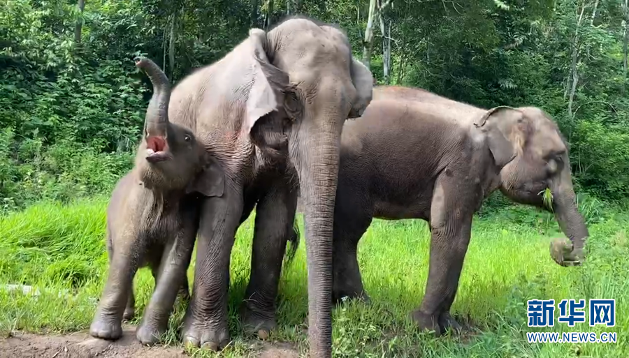 西双版纳_西双版纳在云南哪个城市_西双版纳天气
