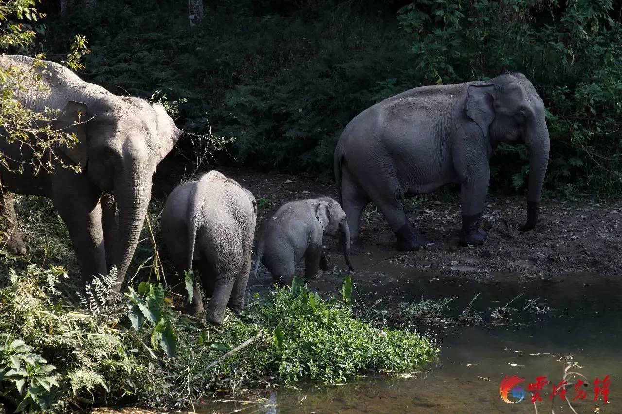 西双版纳在云南哪个城市_西双版纳天气_西双版纳