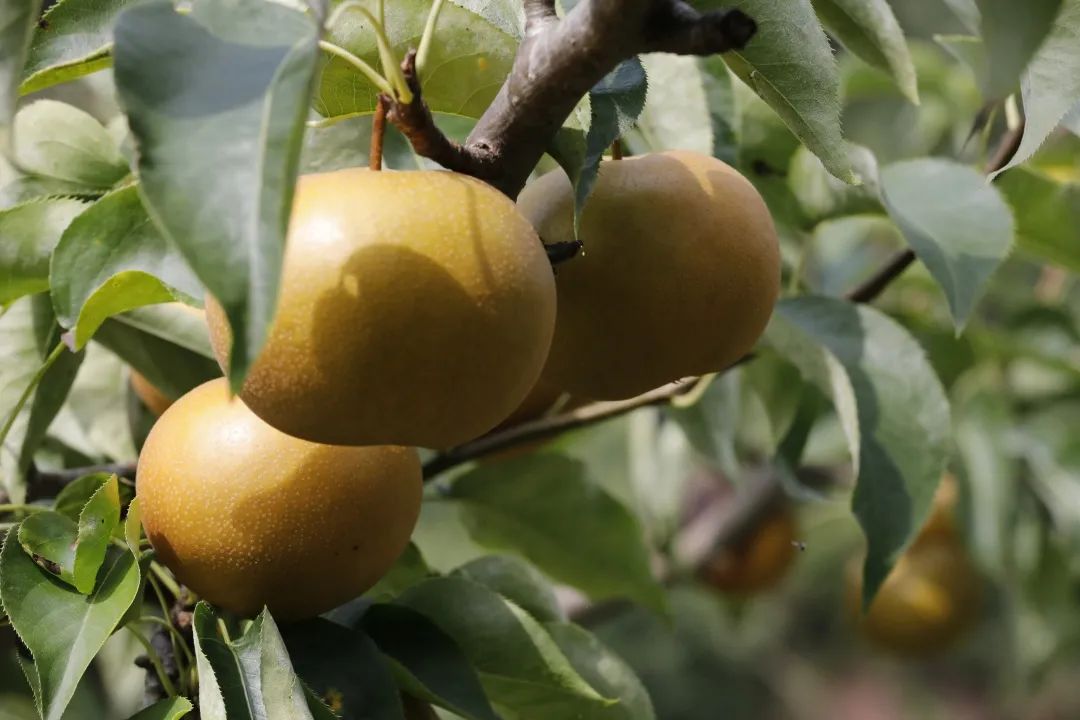 木图片大全大图_木图是什么意思_图木