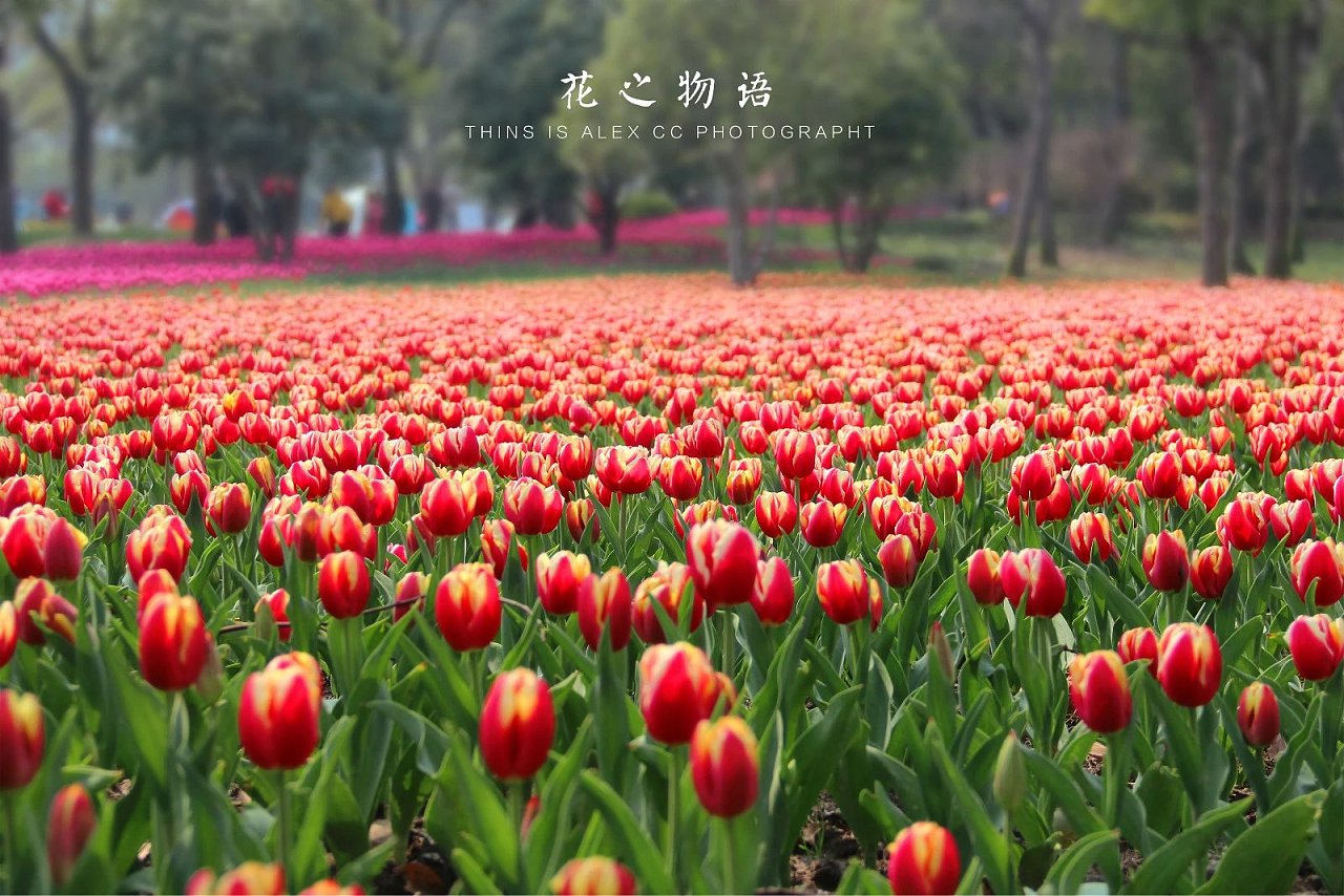 景区积雪滚落砸倒围挡_景区：_景区公众责任险