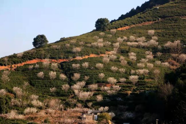 白沙参_白沙_白沙古镇