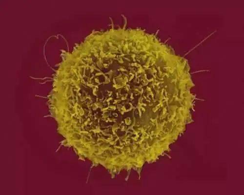 研究发现：_研究发现存在着同性恋基因对吗_研究发现：