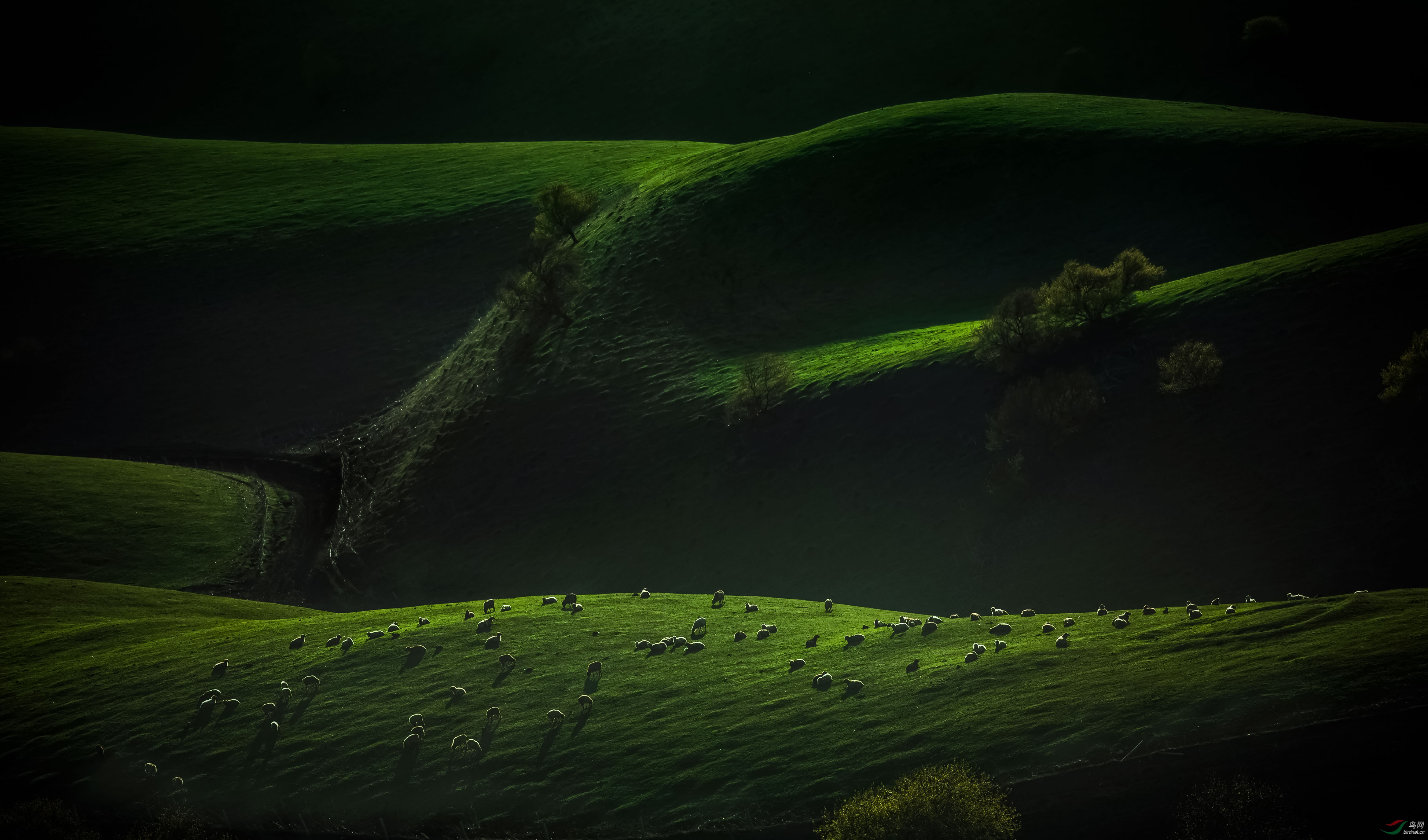 伊犁事件_伊犁_伊犁薰衣草