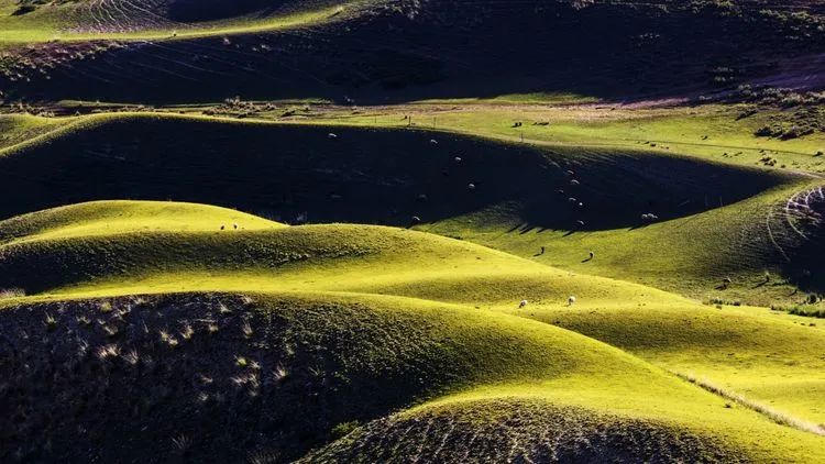 伊犁事件_伊犁薰衣草_伊犁