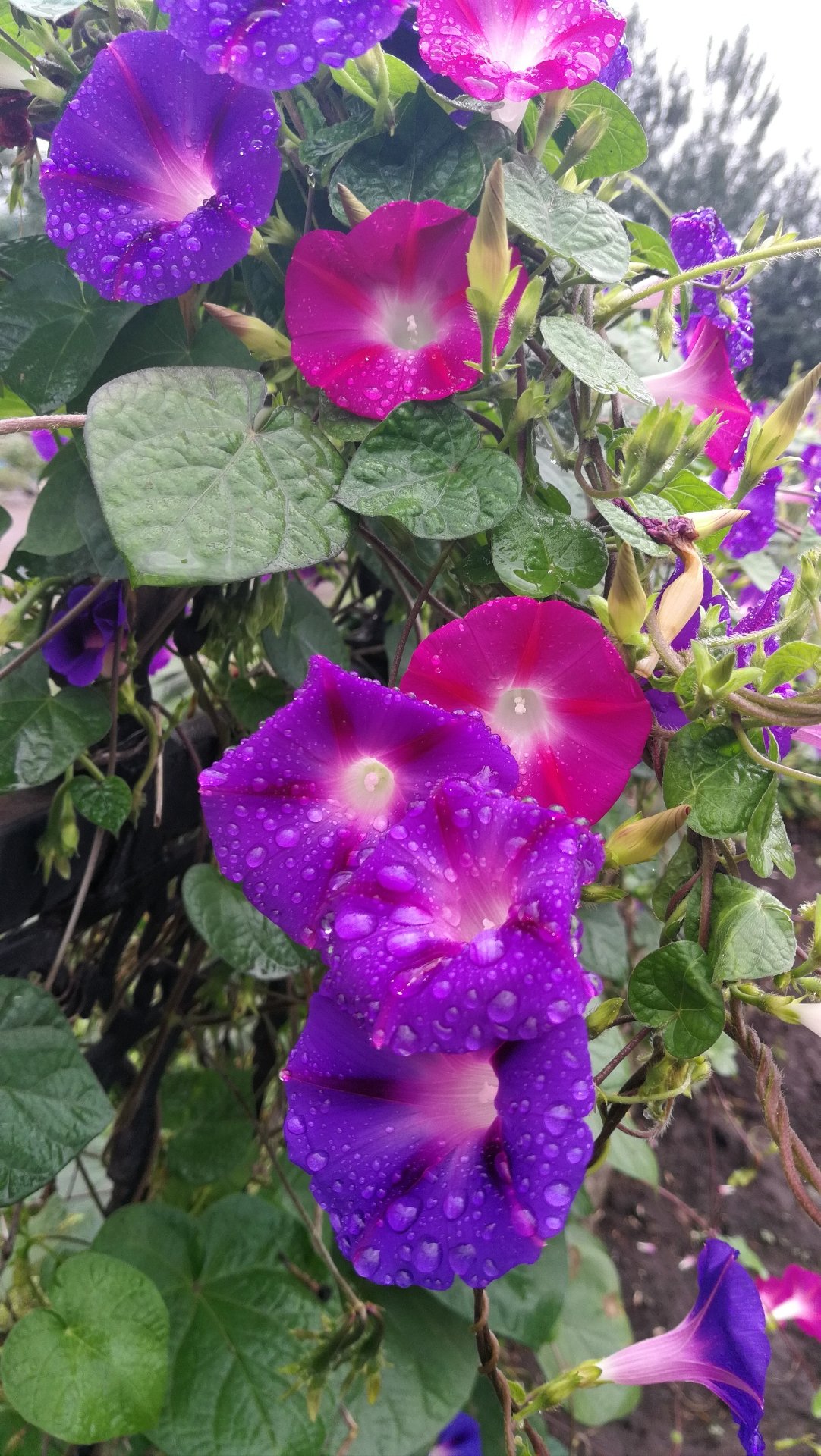 延吉和延边并不是一个地方，它们的行政级别是不同的