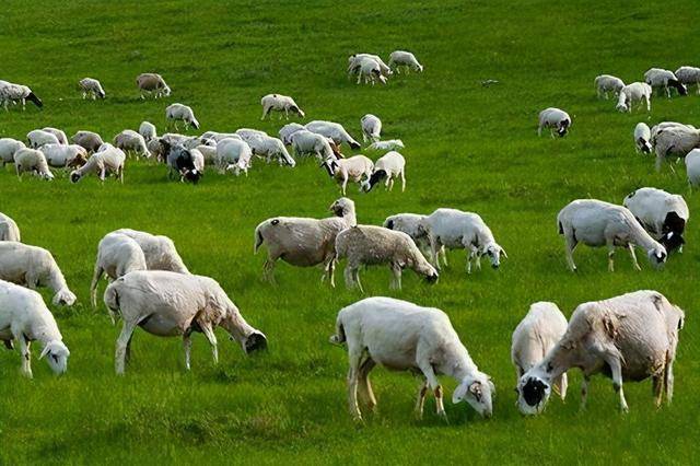 酒泉羊只饲养规模持续扩大羊养量达690万只