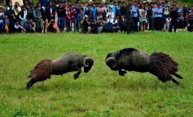 凉山彝族自治州与巴中市的彝族文化底蕴(图2) 凉山西昌_凉山猎犬_凉山