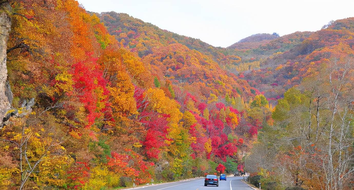 中国枫叶红了！辽宁枫叶拍出了最美的风景