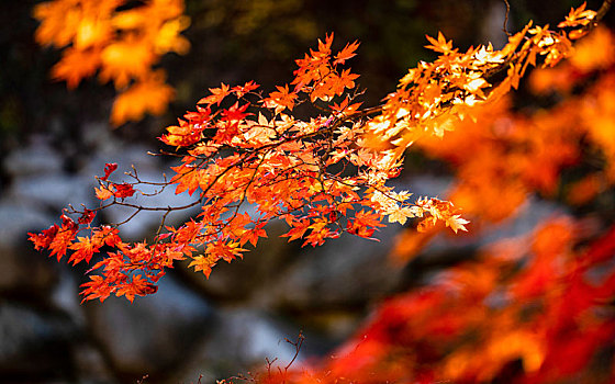 本溪_本溪二手房_本溪到本溪水洞汽车