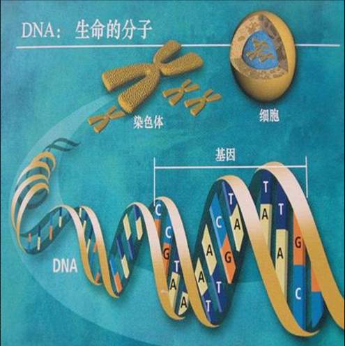 研究发现芦笋的宽叶与窄叶、抗病与不抗病