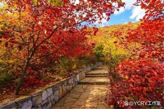 黄山_黄山怪石和黄山奇松_黄山黄山的诗句