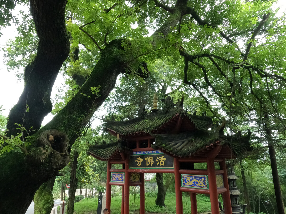 信阳红茶_信阳_信阳到信阳东站