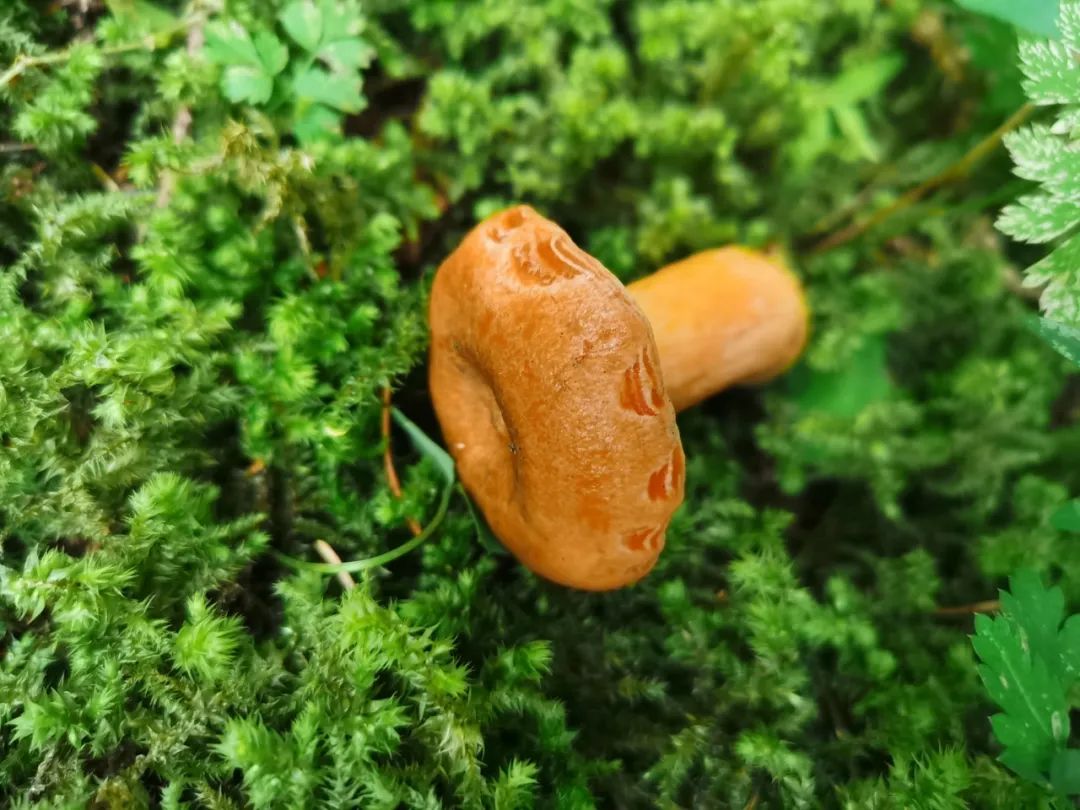 锡林郭勒任慧敏_锡林郭勒政府_锡林郭勒