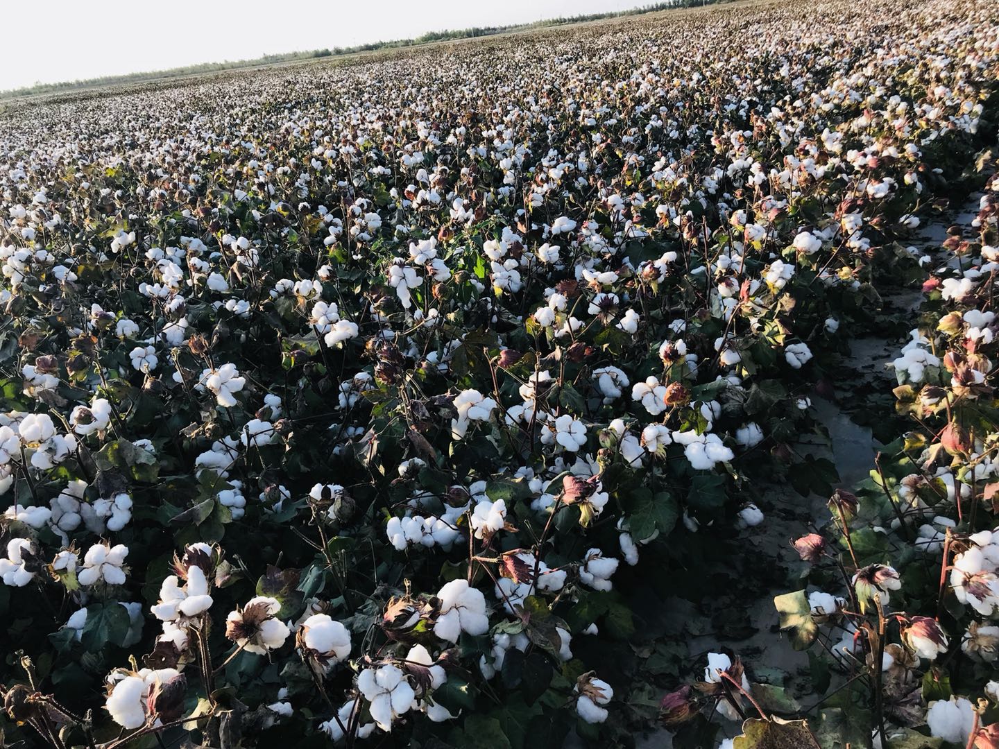 从西安到新疆大约3200公里的降雪量占到1/3