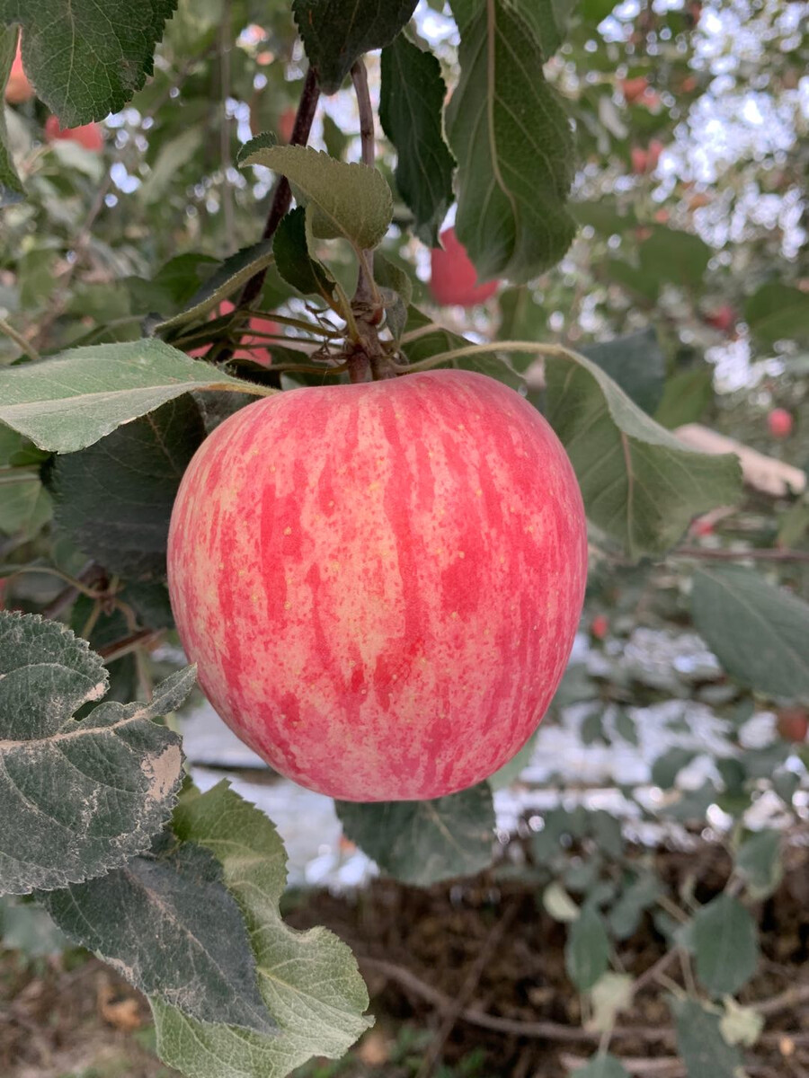 果园农产品地理标志登记证书:阿克苏苹果提质增效明显