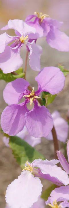 衡水_衡水市是哪个省_衡水天气预报