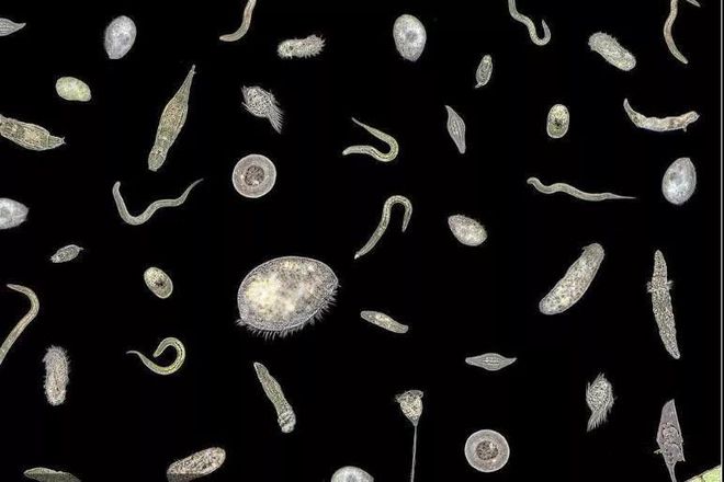 虾病大#发,如何正确看待弧菌,进行科学防控(图3) 惨烈是什么意思_惨烈车祸现场照片_惨烈