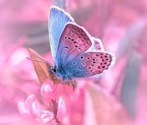 解梦周公解梦大全七星彩_周公解梦：_解梦周公免费