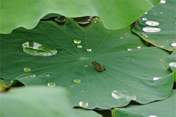 解梦周公解梦大全免费查询_周公解梦：_解梦周公免费