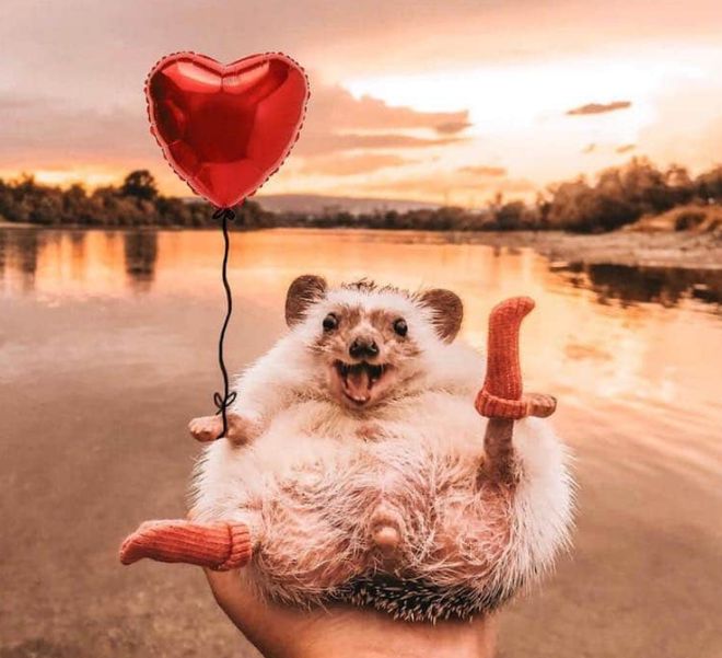 仓鼠超迷你可爱的小仓鼠，你家有吗？