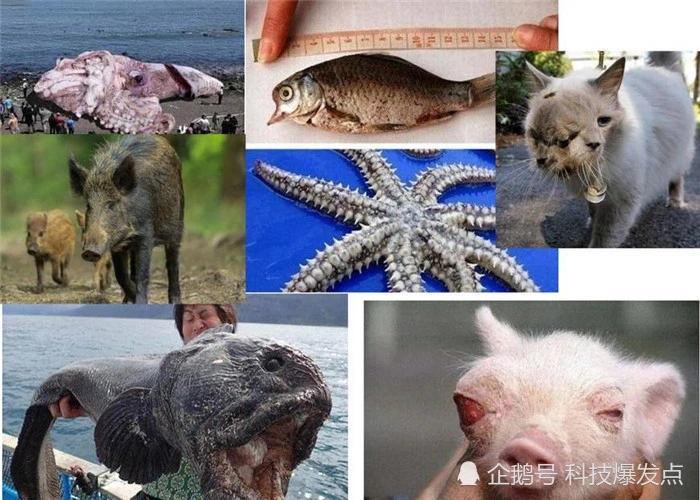 核能便会肆虐摧毁它所带来的一切——兵事网(图1) 惨烈车祸现场照片_登巴巴断腿场面惨烈_惨烈