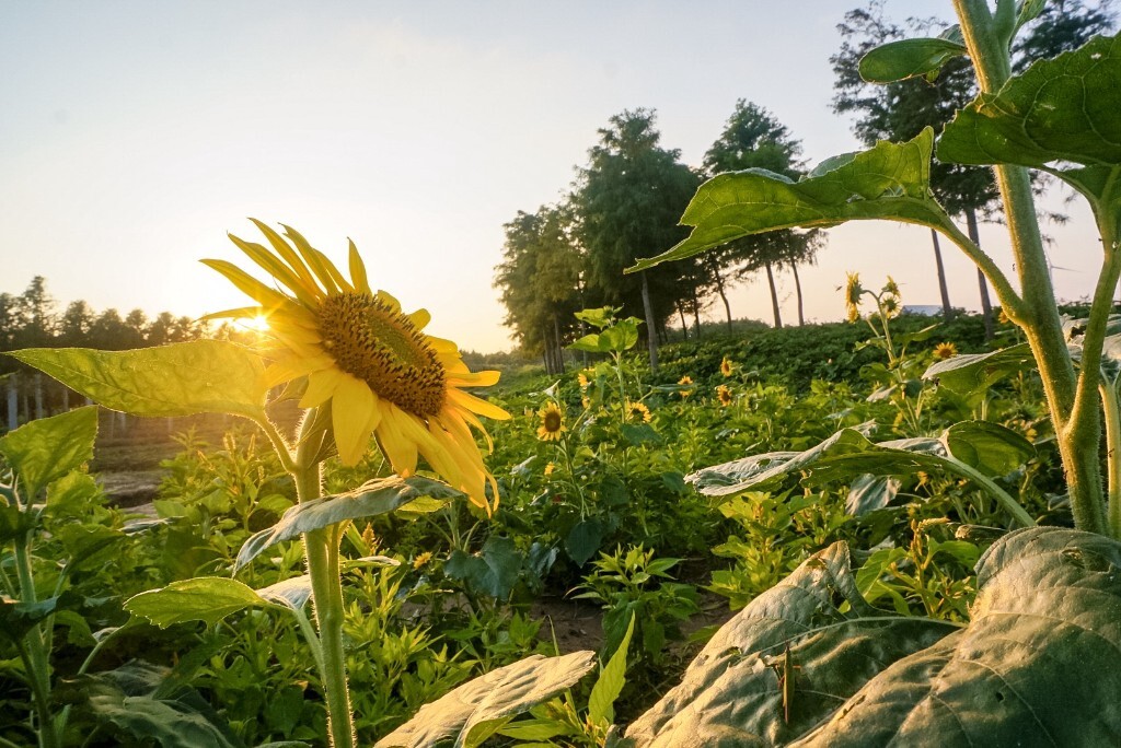 年湖南衡阳中考作文题目:懂得鲁迅与藤野先生的交往(图2) 懂得的拼音_懂得:_懂得变通的议论文
