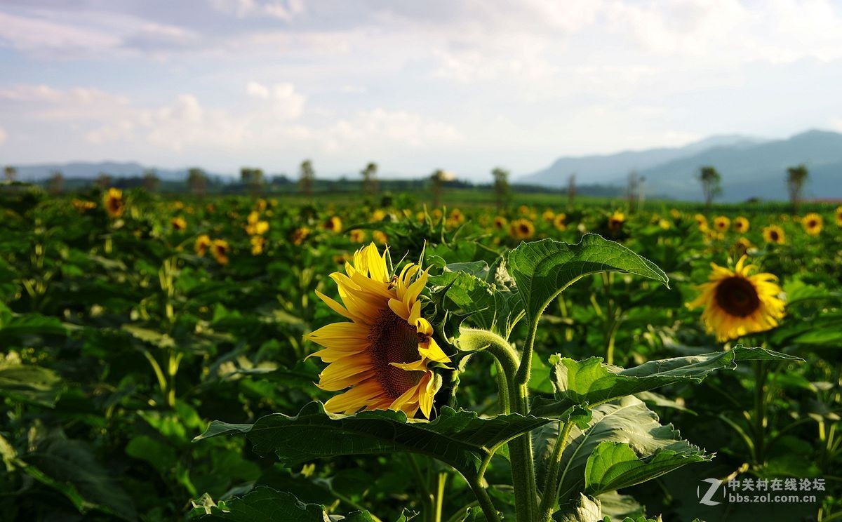 年湖南衡阳中考作文题目:懂得鲁迅与藤野先生的交往(图3) 懂得变通的议论文_懂得:_懂得的拼音