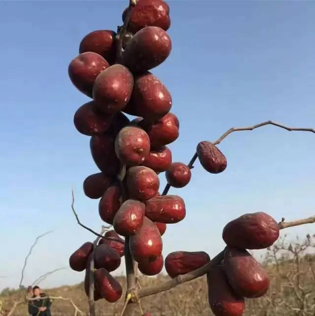 梦见红枣，财运有起伏，生活有忧愁！！