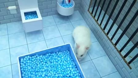 喵星人的新成员，你知道吗？！！