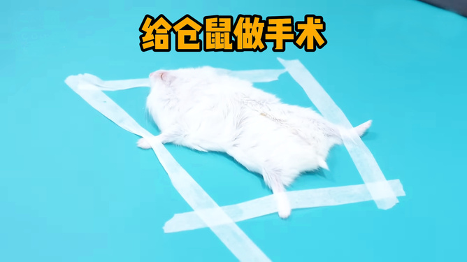 宠物美容师证怎么考_宠物_宠物美容师宠物美容培训学校