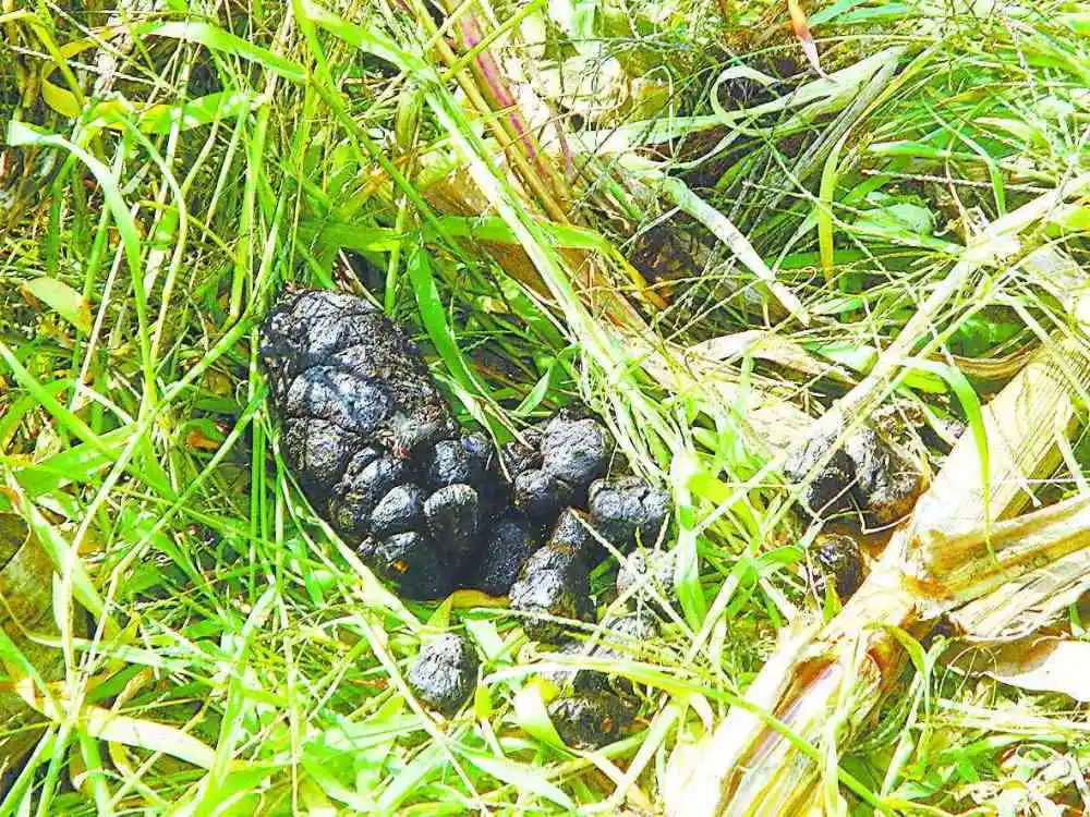 规模化以上畜禽养殖粪污资源化率不足